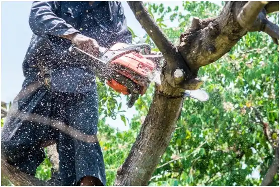 tree services Ames Lake